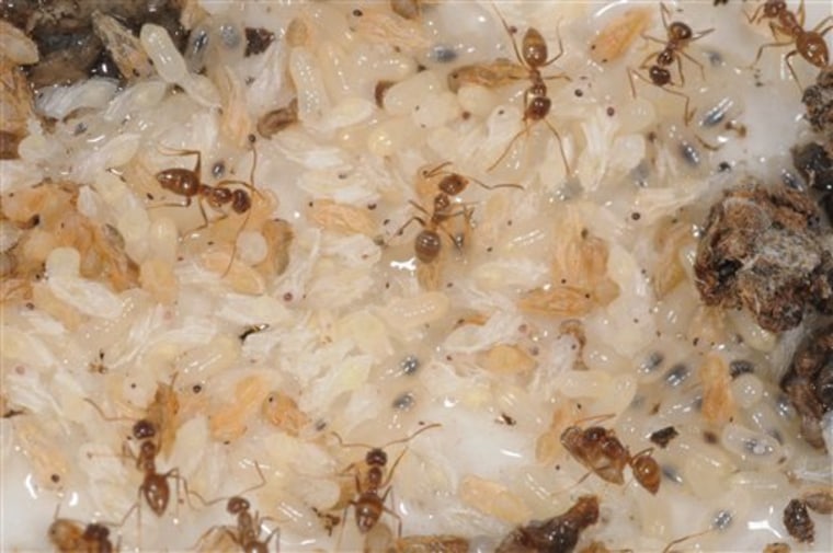 In this Oct. 7, 2009 photo provided by the Mississippi State Entomological Museum, Nylanderia pubens (ants) and their larvae are seen in Starkville, Miss. Hairy crazy ants are on the move in Florida, Texas, Mississippi and Louisiana. The flea-sized critters are called crazy because each ant in the horde seems to scramble randomly, moving so fast that videos look as if they're on fast-forward. Theyíre called hairy because of dense ìhairî that, to the naked eye, make them look less glossy than their cousins.  (AP Photo/Mississippi State Entomological Museum, Blake Layton)